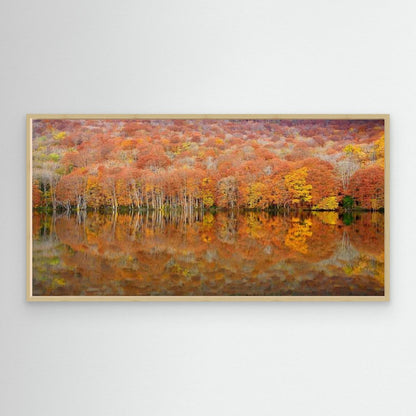 glowing autumn by Sho Shibata